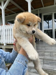 Akita inu šteniatka - 3