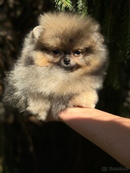 Pomeranian Super Mini fenečka PP FCI - 3