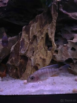 Akvarium s tlamovci a prislusenstvim - 3