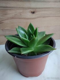 Echeveria agavoides Ebony - 3