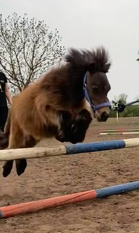 Mini pony hřebeček - 3