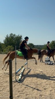 Welsh pony do sportu - 3