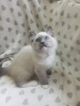 🐾 Čistokrevná Ragdoll koťátka s PP – ihned k odběru 🐾 - 3