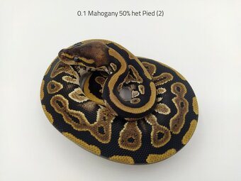 Krajta královská (Python regius) - subadult/adult - 3
