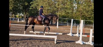 Hľadám nový domov #Karan - 3