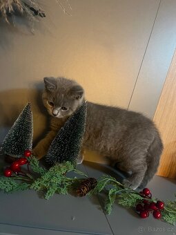 Britské modré koťátko - 3