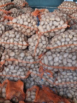 Prodej brambor Adela (DOVOZ DOHODOU) - 3