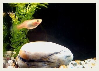 Poecilia Reticulata perleťové ČERVENOPLOUTVÉ - VEL L, XL. - 3