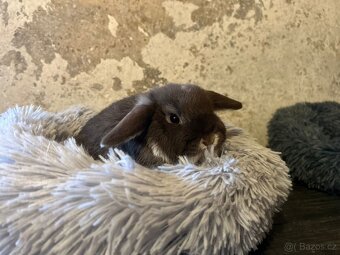 Minilop zakrslý kralíček - 3