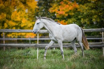 Perspektivní Lusitano klisna - 3
