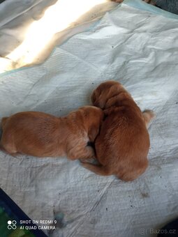 Anglický kokršpaněl štêňata - 3