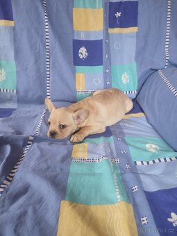 Francouzský buldoček - 3