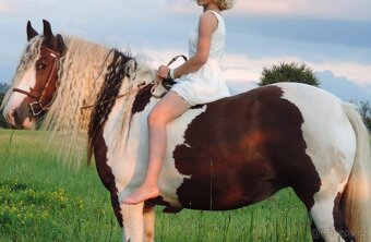 Irský cob kobylka na prodej - 3