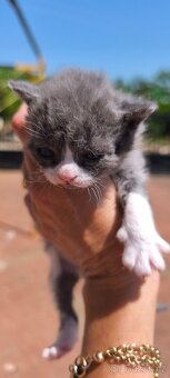 Ragdoll - 3