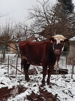 Normandka - 3