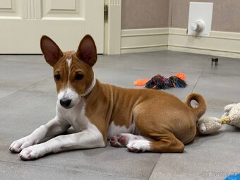 Basenji - 3