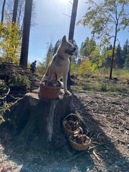 Poptávání krytí Akita Inu - 3