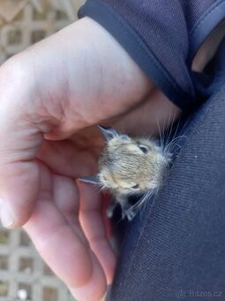 Osmák Degu - letošní mláďata - 3
