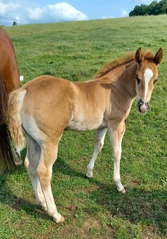 Quarter horse hřebeček - 3