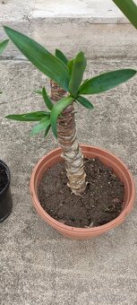Juka Yucca 3x rostilna - 3