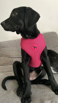 Štěně labrador X zlatý retrívr - 3