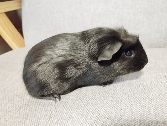 Chovatelská stanice Consuelo nabízí čistokrevná morčata - 3