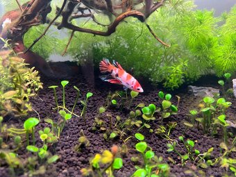 Betta Koi - 3