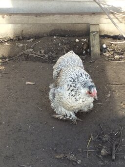 Kočinka  zakrslá - 3