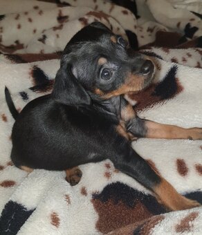 Pražský krysařík - 3