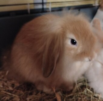 Medvědice - králík - 3