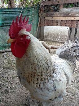 Bielefeld stříbrný - 3