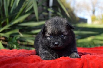 Německý špic malý s PP - 3