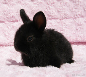 Zakrslý krátkouchý králíček , malinká černá samička . - 3