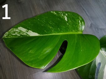 Monstera Deliciosa Albo variegata - Vrchol - 3