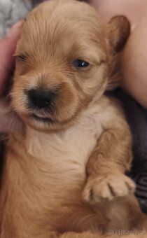 Cavapoo pudl kavalír - 3