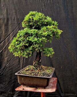Bonsai, Bonsaj - Mochna 2 - 3