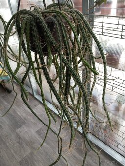 Sukulenty Stapelie, Stromové kaktusy, Hoya - 3