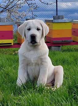 Středoasijský pastevecký pes, SAO štěňata s PP FCI, Alabai - 3