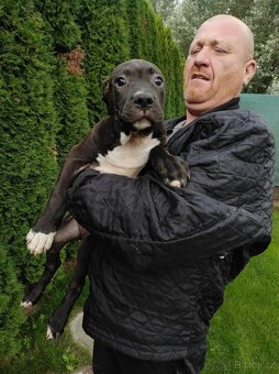 J&K bullys "ponúkame na predaj American bully XL - 3