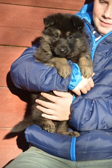 Německý ovčák-štěňata - 3