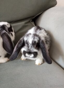 Zakrslý beránek králíček - 3