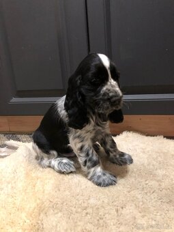 Anglicky kokršpaněl - 3