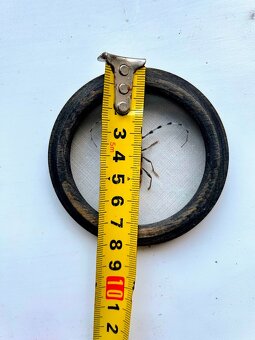 Entomologický preparát – Rosalia alpina (tesařík alpský), Ka - 3