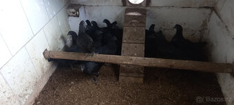 Ayam cemani - mladí kohouti - 3