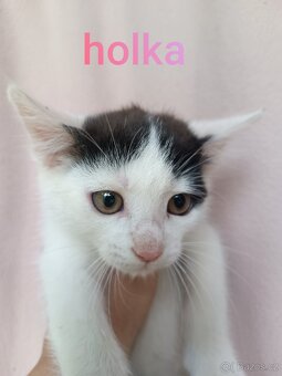 Koťata - 3