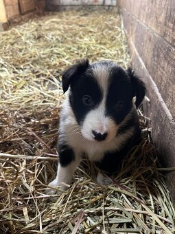 Border kolie - 3