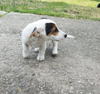 Jack Russell - 3