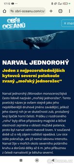 Zub Narvala jednorohého - 3