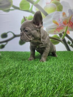 Francouzský buldoček - 3