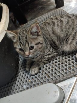 Britská koťátka - 3